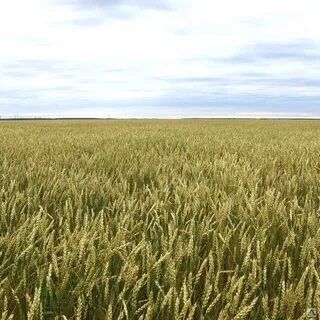 Продам землю в Оренбургской области
