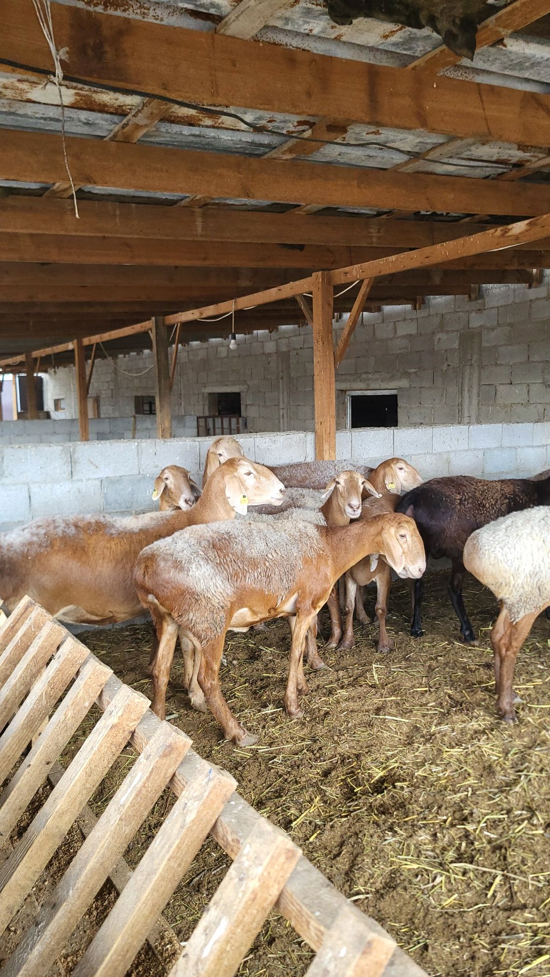 Продам Арашан маток