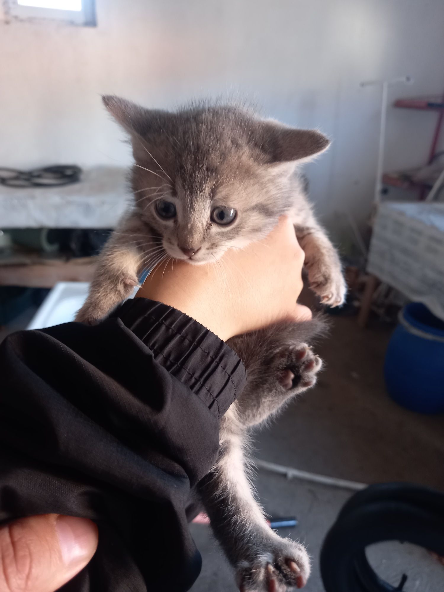 Отдам котят в хорошие руки