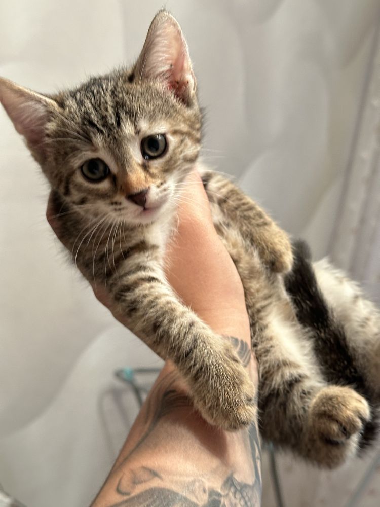 Котята  красивые