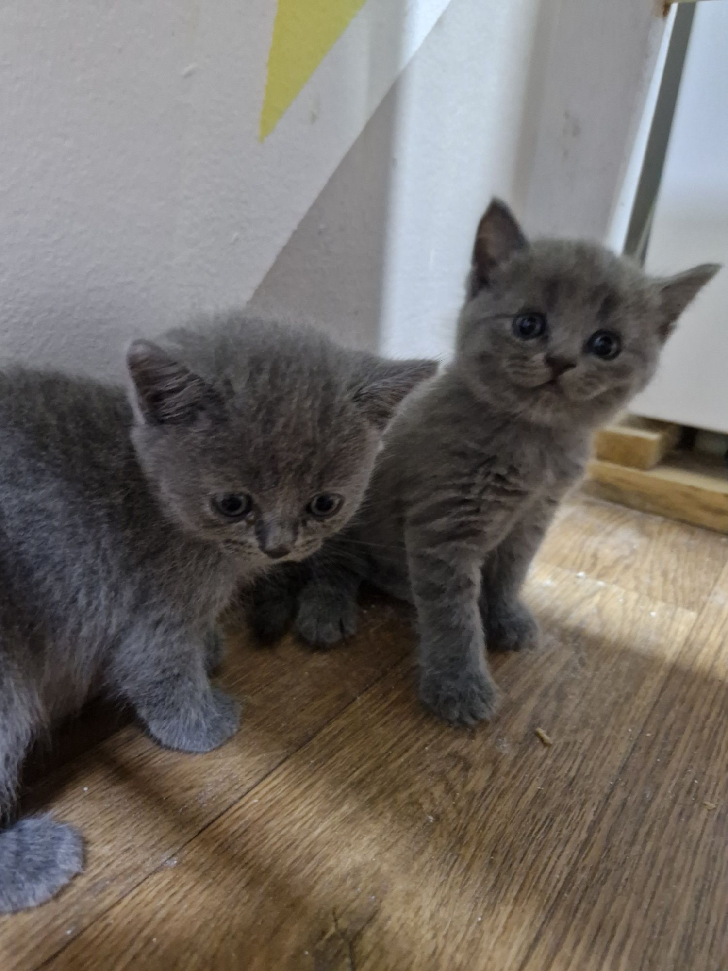 Британский котенок