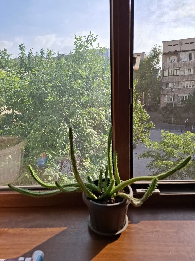 Кактусы Комнатные растения г. Алматы