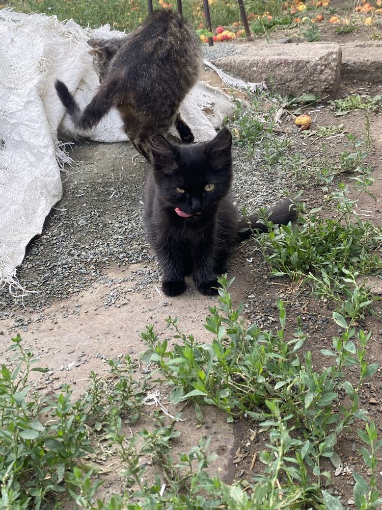 Отдам котят в добрые руки