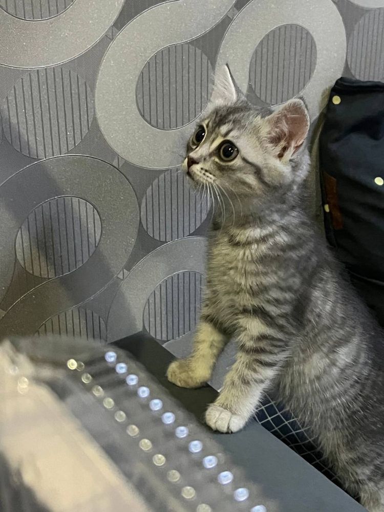 Отдам кошку в хорошие руки