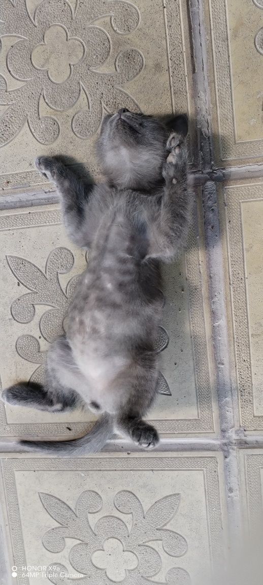 Отдам котёнка в добрые руки