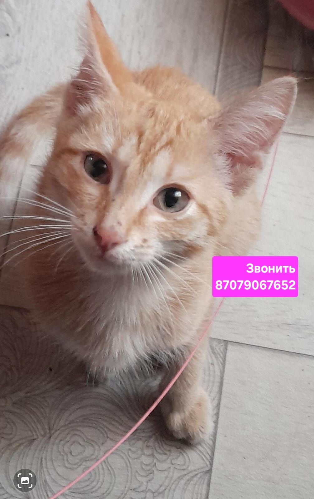 Котята мальчики 3 мес
