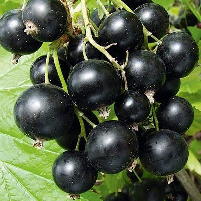 Продам чёрную смородину