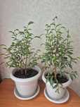 Продам фикусы, хавортию, фиалки (с горшками)