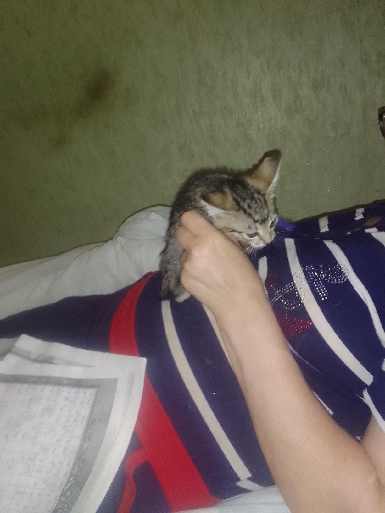 Отдам в хорошие руки,бесплатно
