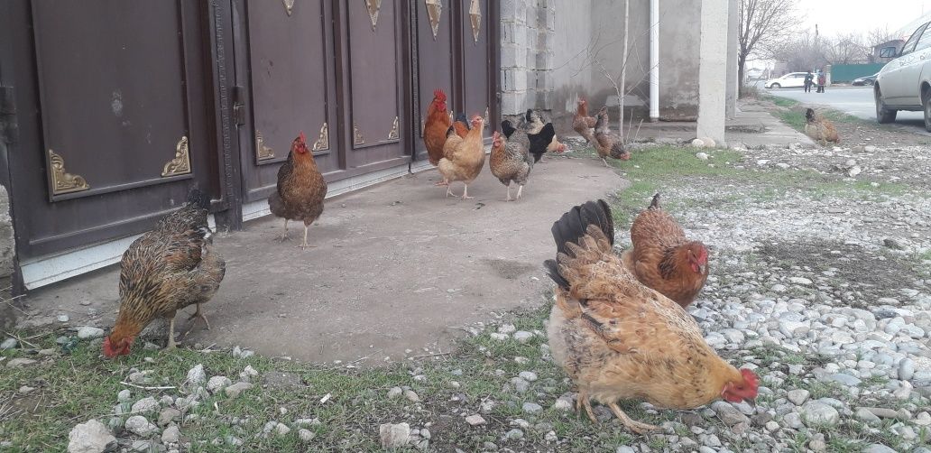 Кучинский балапан бар