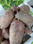 Продам семенной картофель
