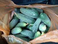 Продам домашние огурцы