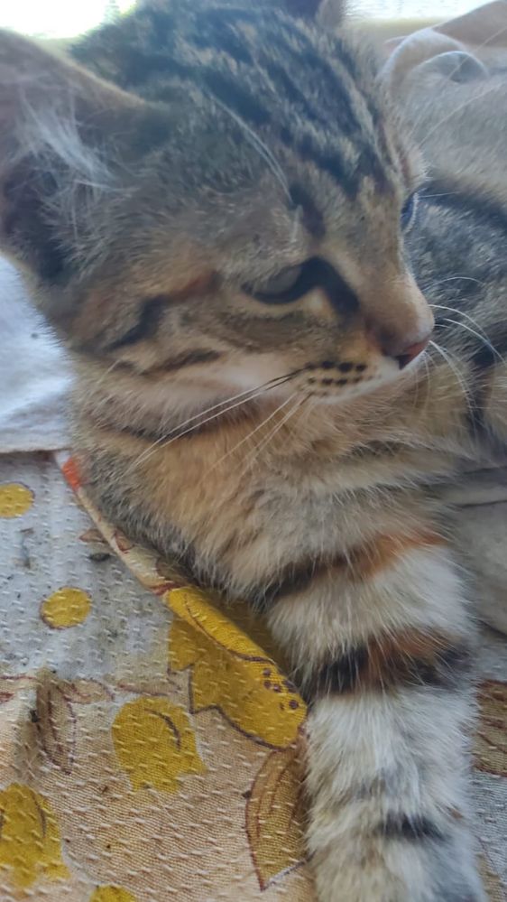 Отдам в добрые руки котиков