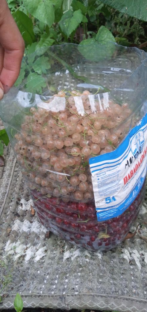 Продам малину и красную смородину