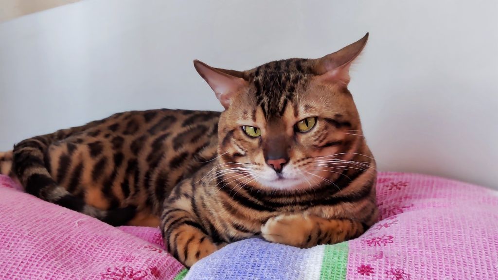 Бенгальский кот на вязку
