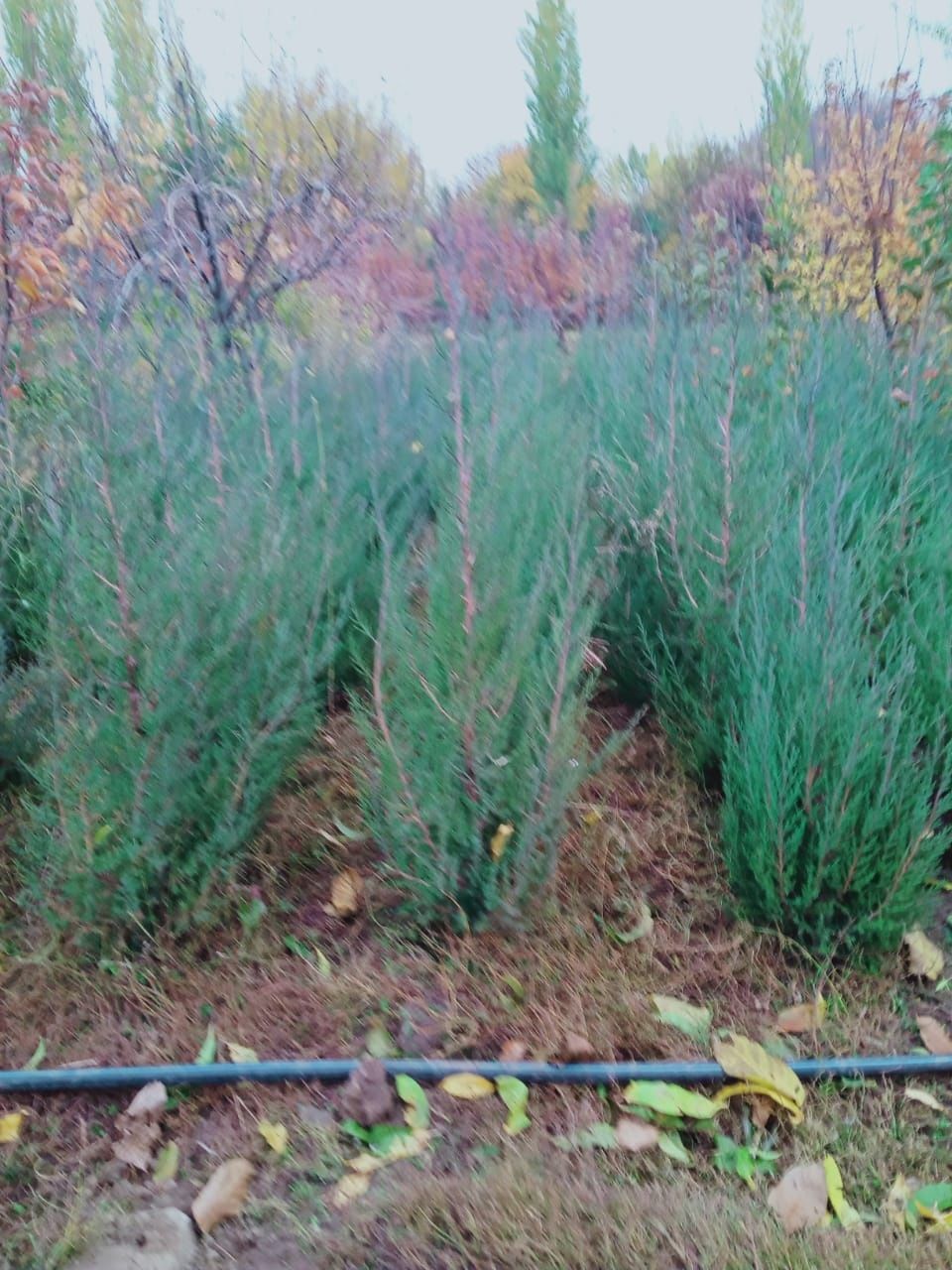 Можжевельник (арша),