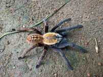 Самка Ornithoctoninae sp. Nhen Dep