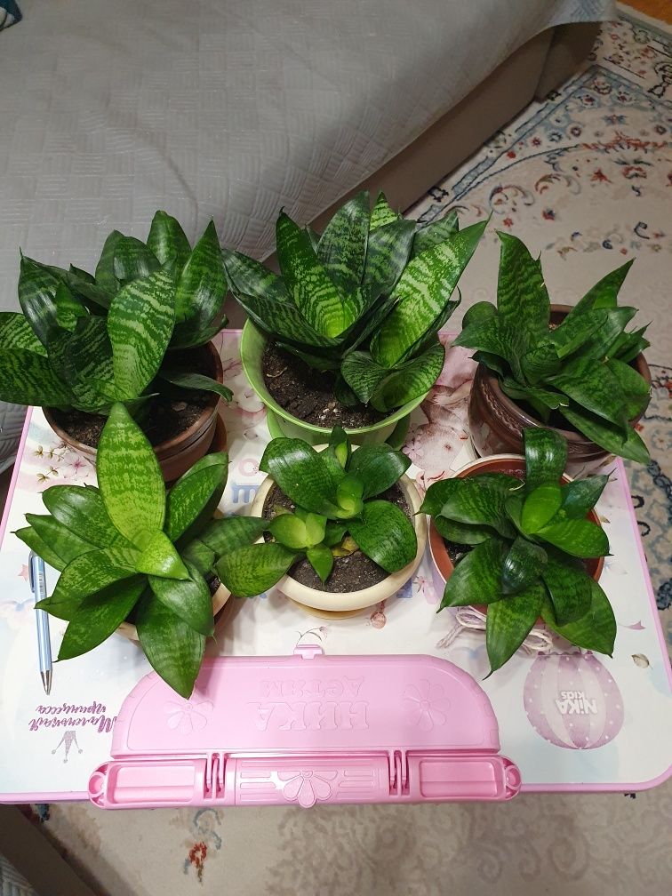 Продам комнатное растение Сансевиерия (щучий хвост)
