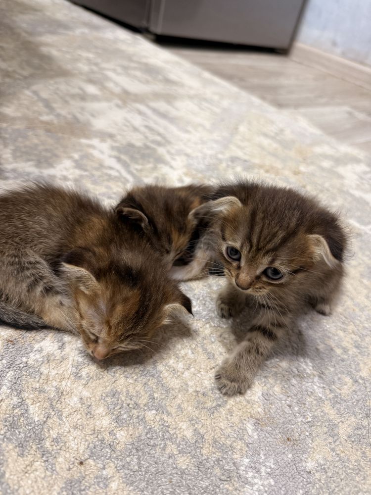 Кошка и котенки продаются