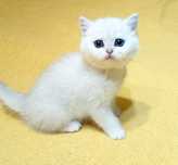 Ласковая .Кошечка и котик . британские 1.5 мес