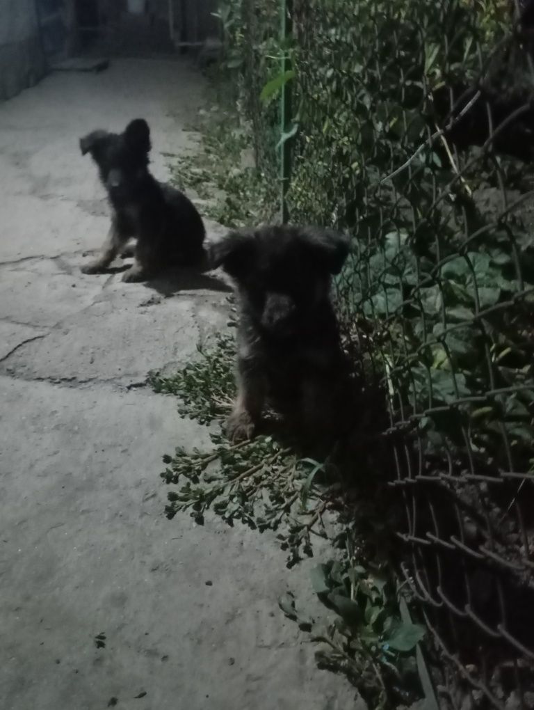 Немецкий овчарка