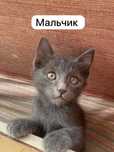 Ищем дом котятам. Раздадим бесплатно
