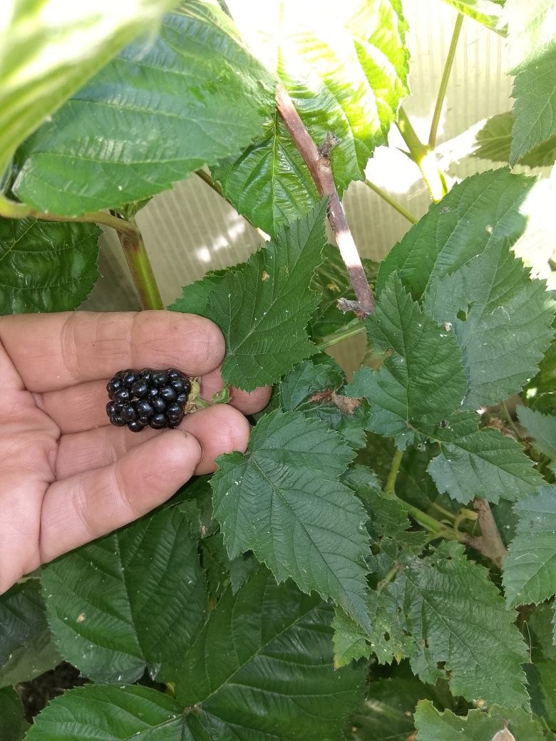 Продам ежевику сортовую