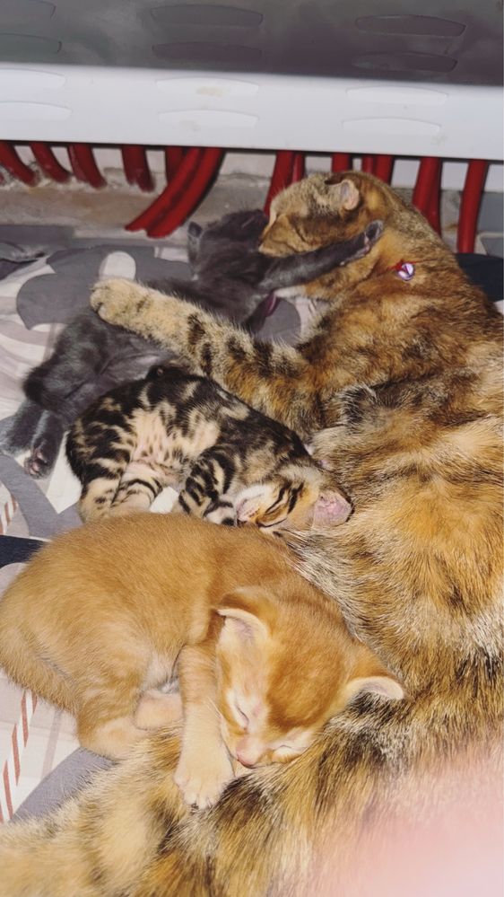 Вислоухие котята