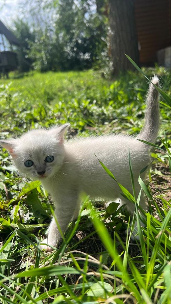 Отдам котят (в наличии 2 белых, 1 серый)