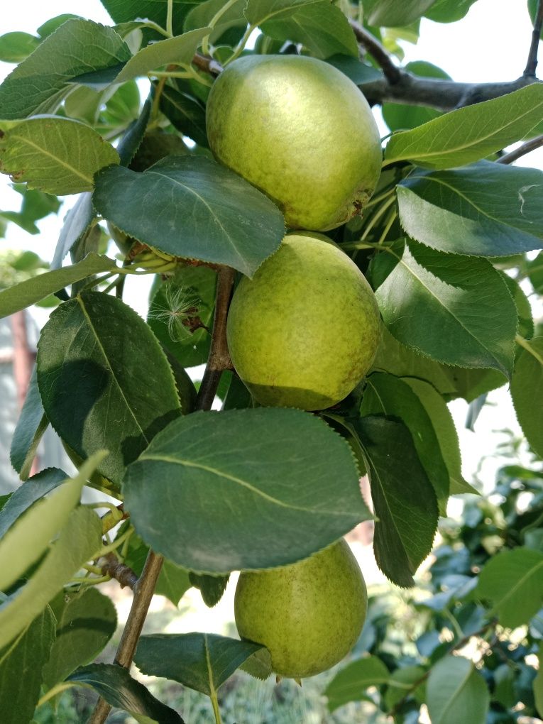 Продам грушу сладкую