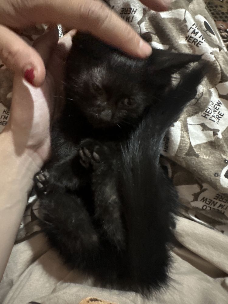 Отдаем Черных необычных кошек