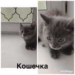 Отдам в добрые руки котят )))