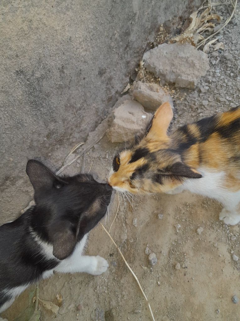 Отдам котят в хорошие руки