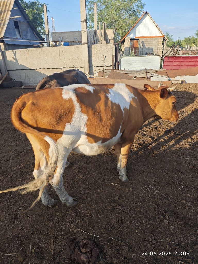 Продам две коровы