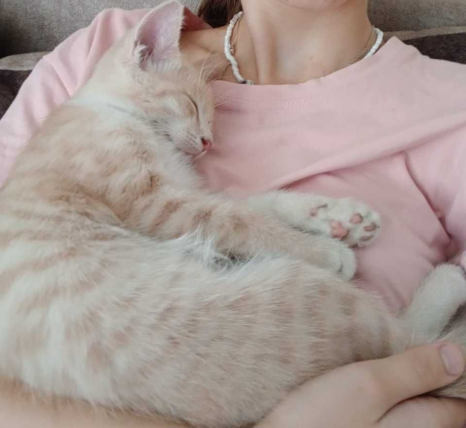 Срочно отдам котёнка в добрые руки