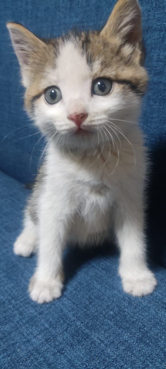 Симпатичные котята