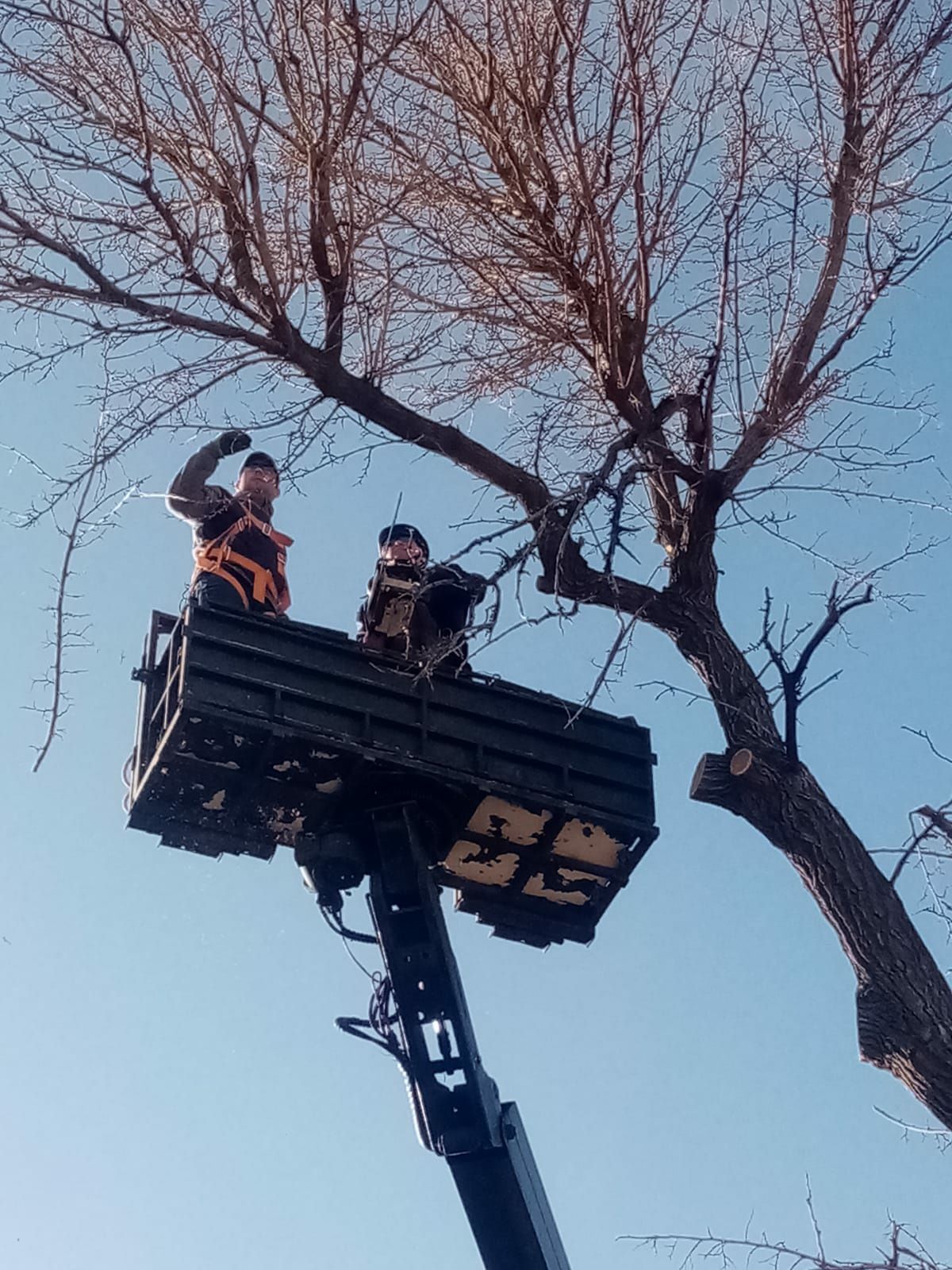 Спилить деревья. Приезд оценка без платно.