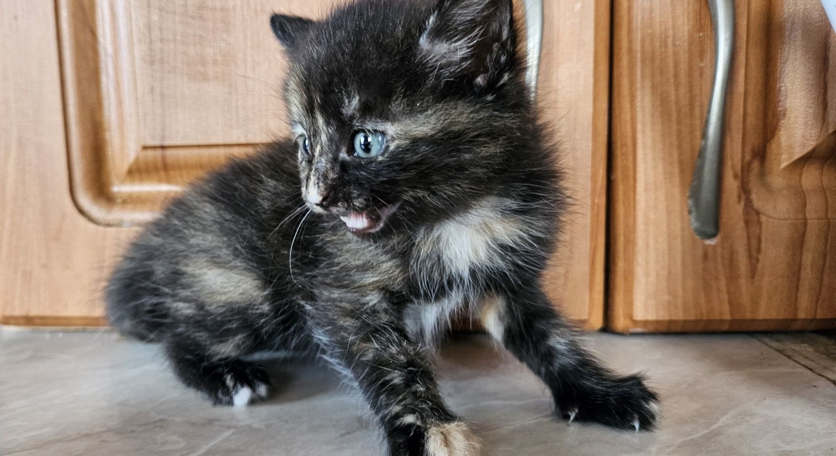 Отдам котят в хорошие руки