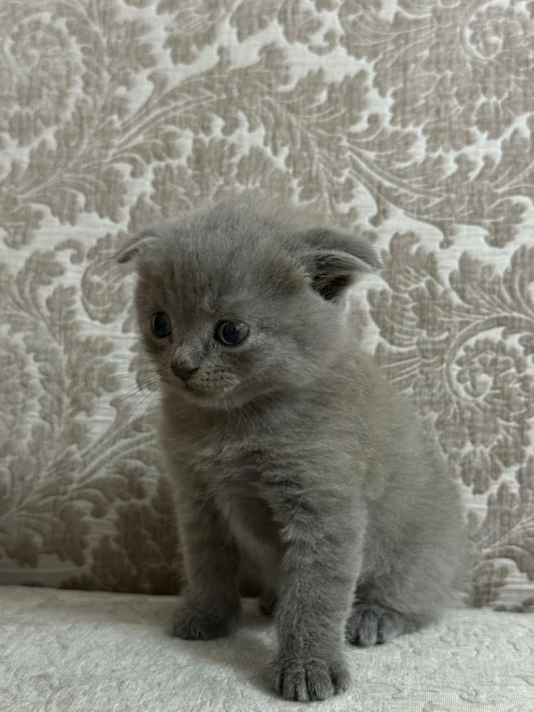 Британские котята