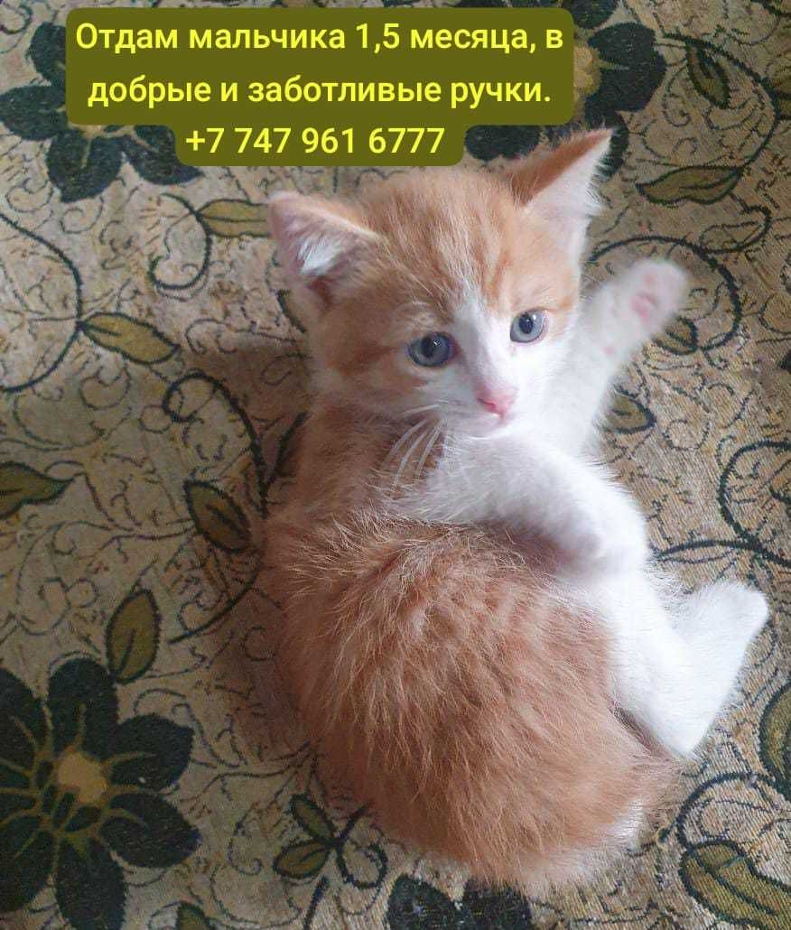 Котята ищут дом, в добрые и заботливые ручки.