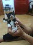 #котята. Отдам пушистых сокровищ