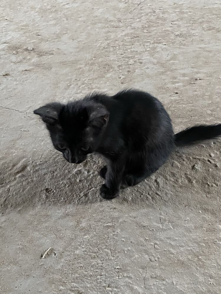Отдам котят доброе руки