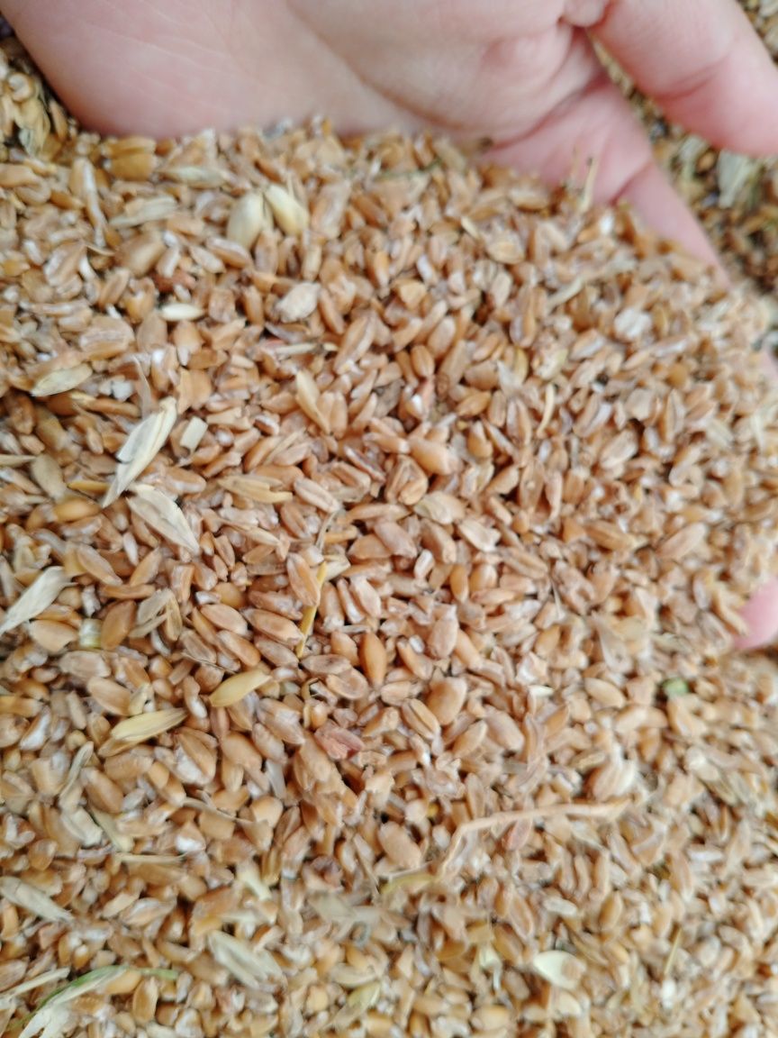 Продам зерно, сечка в мешках ,продам  зерно , сечка