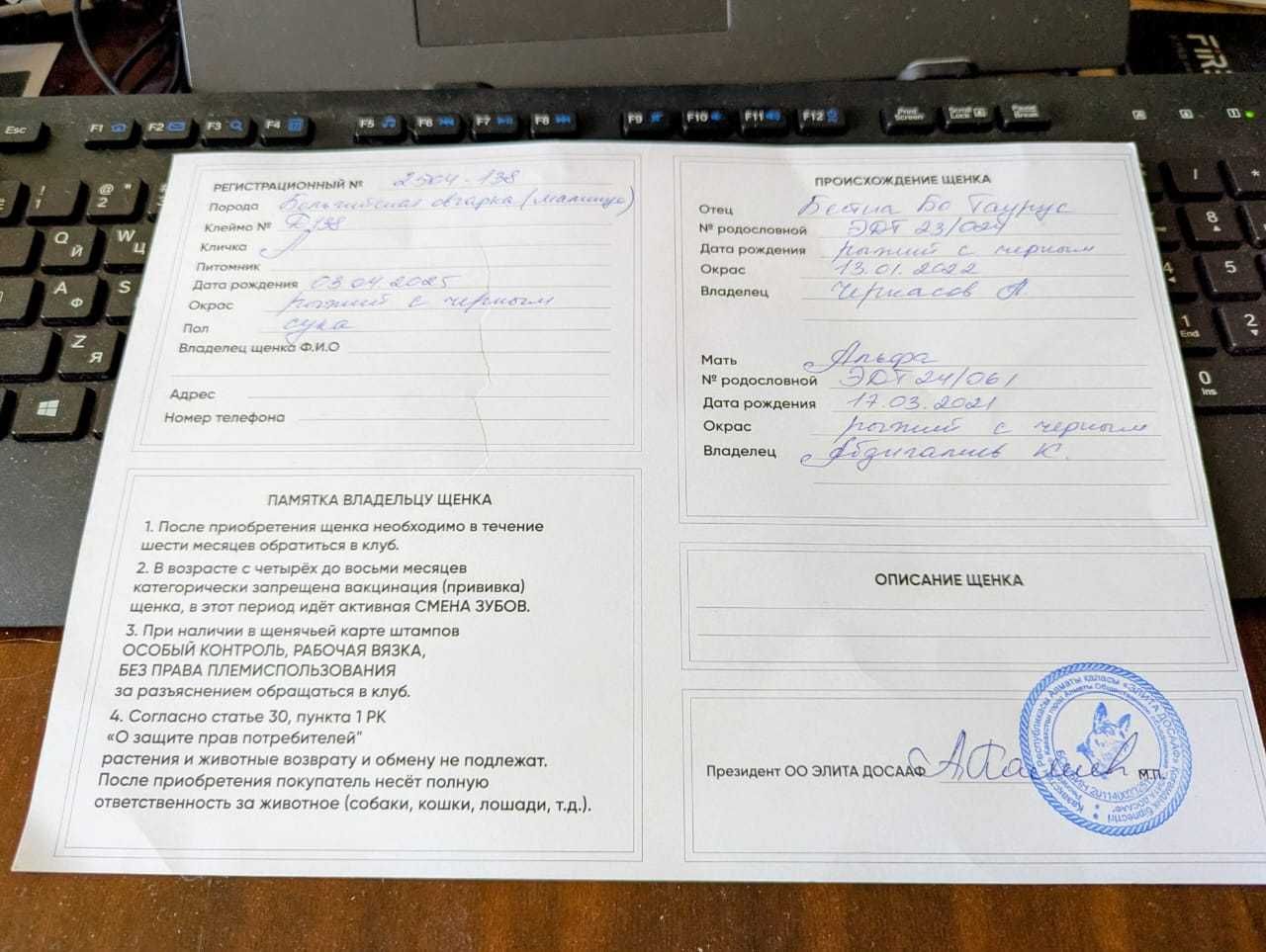 Щенок малинуа 3 мес