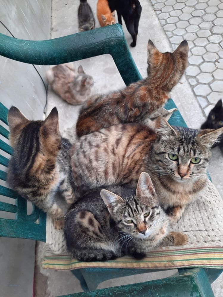 Котята отдам бесплатно