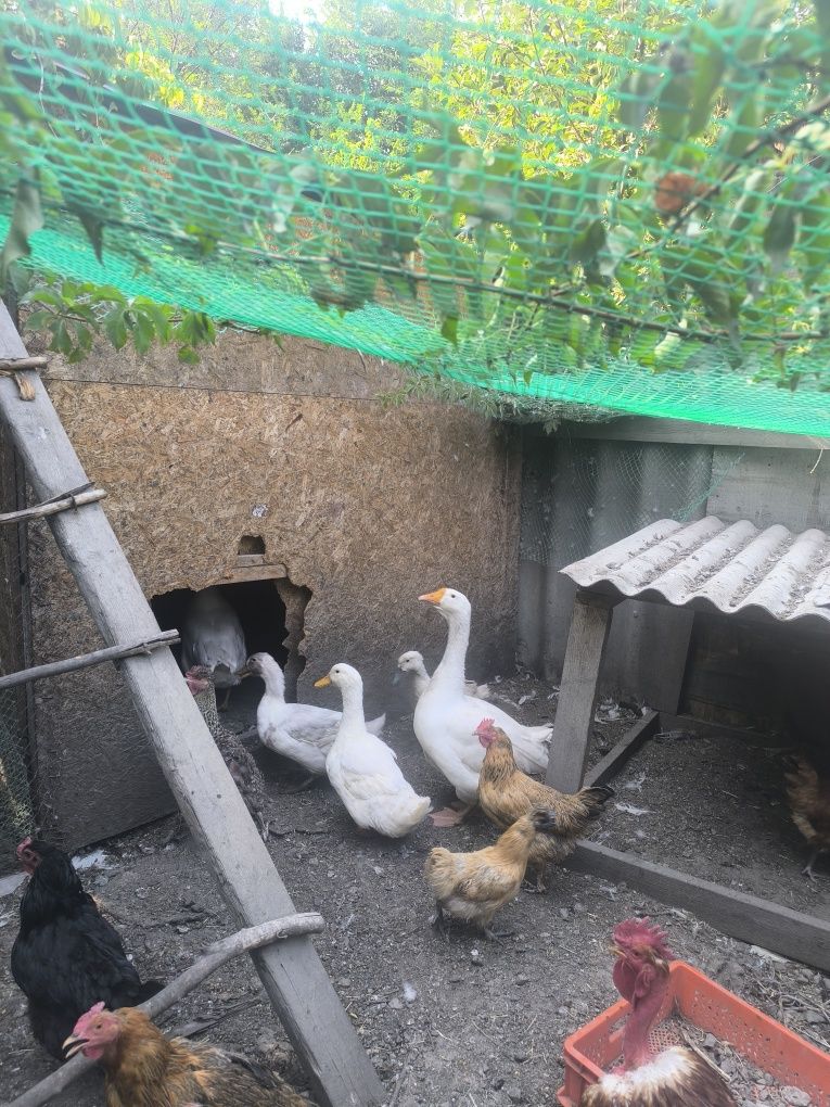 Продам гусей , уток, петухов и цыплят