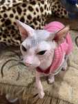 sphinx donskoy koshka