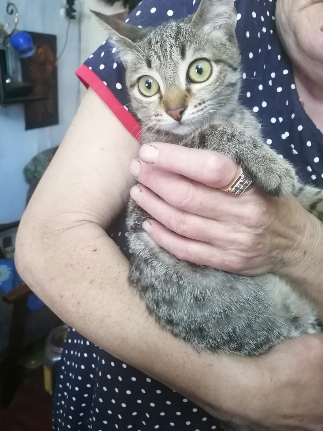 Кастрированные котики подростки ищут дом