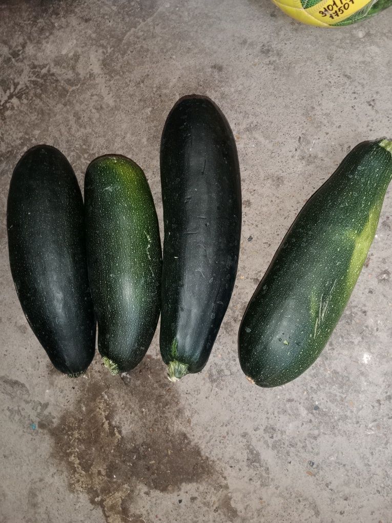 Кобачки продаю вкусные