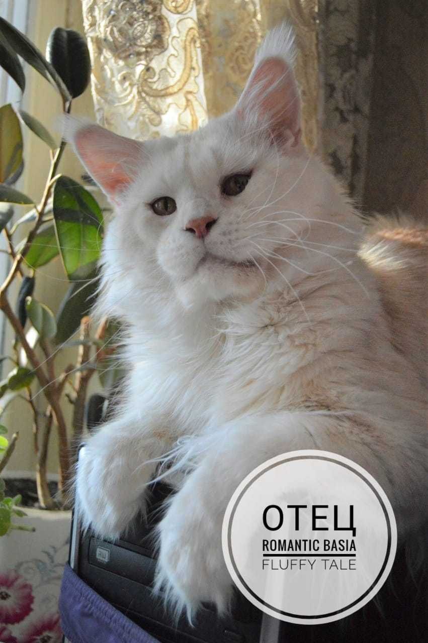Подрощеные котята Мейн Кун. Питомник  "Fluffy Tale"